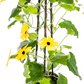 Thunbergia alata Sunny Susy Yellow Ø13 cm - ↕60 cm, 4 Stck.