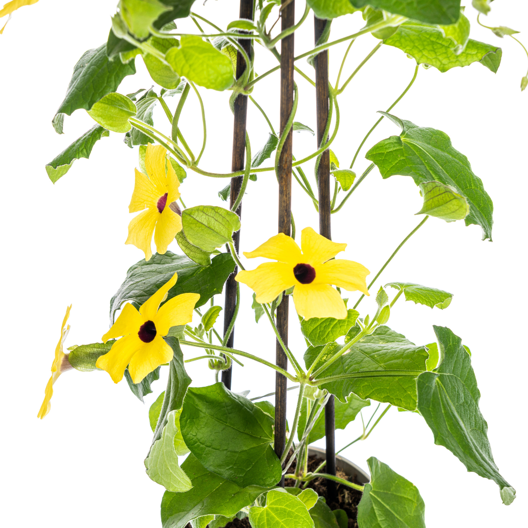 Thunbergia alata Sunny Susy Yellow Ø13 cm - ↕60 cm, 4 Stck.