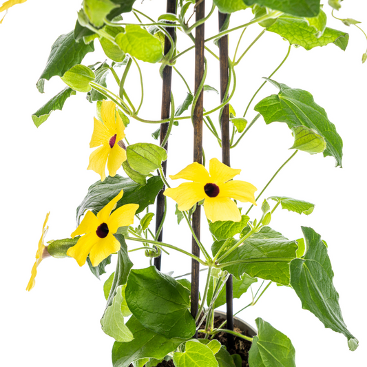 Thunbergia alata Sunny Susy Yellow Ø13 cm - ↕60 cm, 4 Stck.