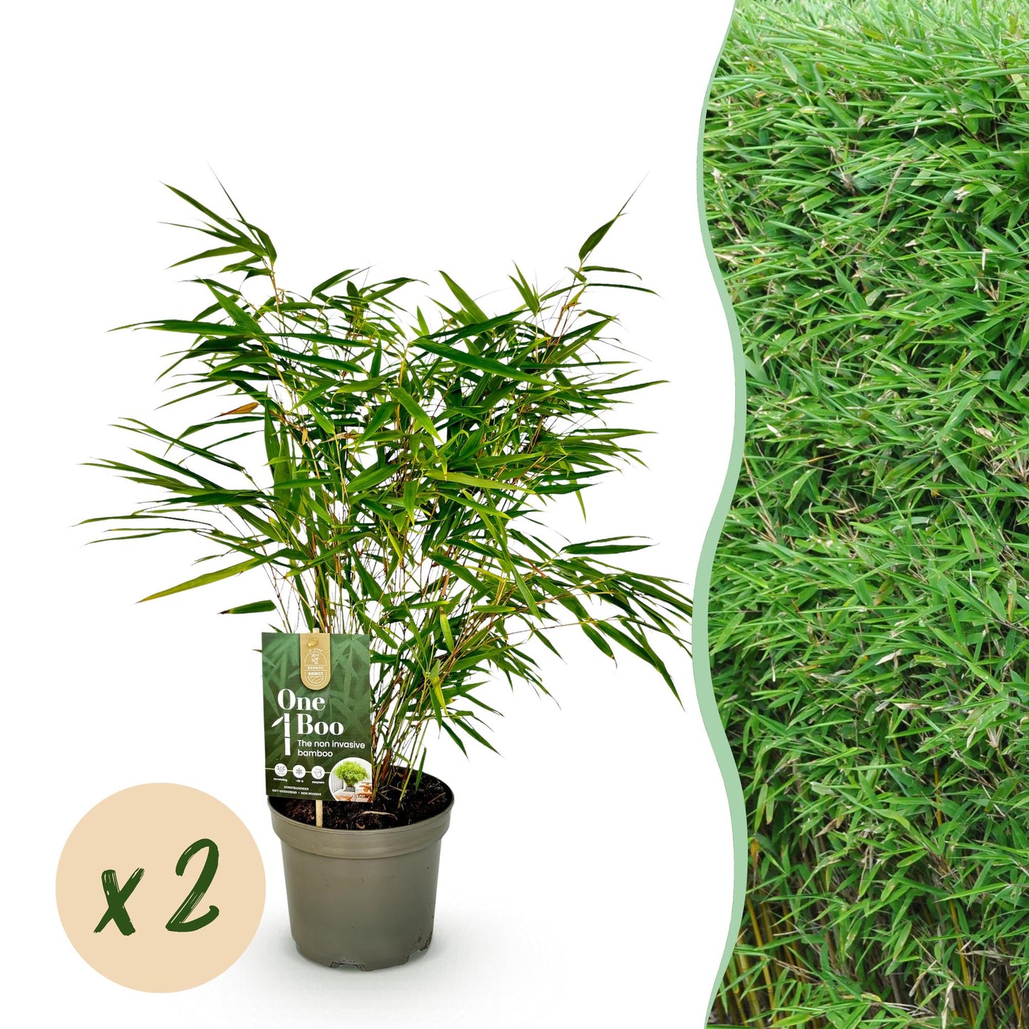 Bambus - Fargesia rufa - Grün - 2 Pflanzen - Immergrün - Nicht Ausbreitend - Topf 17cm Höhe 60cm