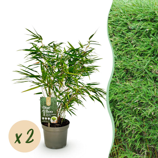 Bambus - Fargesia rufa - Grün - 2 Pflanzen - Immergrün - Nicht Ausbreitend - Topf 17cm Höhe 60cm