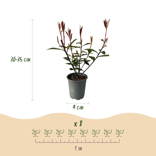 Heckenpflanzen - Photinia fraseri Carre Rouge - rot grün Blatt - 8 Pflanzen - 1 laufender Meter - immergrün - Topf 9cm Höhe 30-35cm