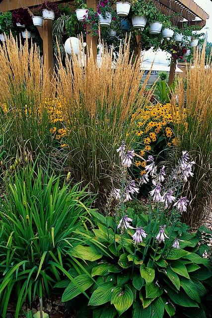 Calamagrostis acut. 'Karl Foerster'  - 48x - ↕10-25cm - Ø9cm