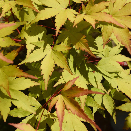 Japanischer Ahorn - Acer palmatum Summergold - Gelb - 1 Pflanze - Laubabwerfend - Topf 19cm Höhe 70cm