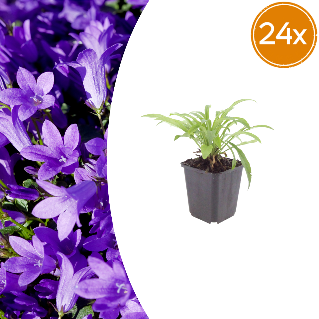 Campanula pers. 'Coerulea' - ↕10-25cm - Ø9cm, 24x