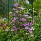 Kletterpflanze - Clematis Piilu - Blüte Rosa - Wenig Pflege - 2 Pflanzen - Topf 11cm Höhe 40cm