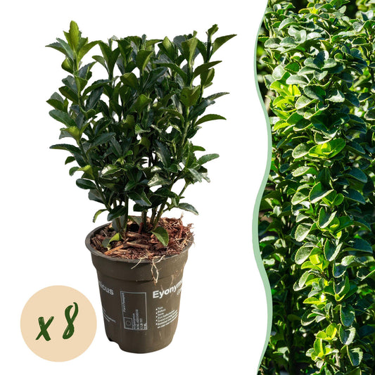 Heckenpflanzen - Euonymus japonica Green Spire - Blatt grün - 8 Pflanzen - 1 laufender Meter - immergrün - Topf 9cm Höhe 20-25cm