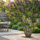 Syringa vulgaris Ludwig Spath - Common Lilac - Flieder - winterhart - violett - 1 Pflanze - Topf 17cm - Höhe 45cm