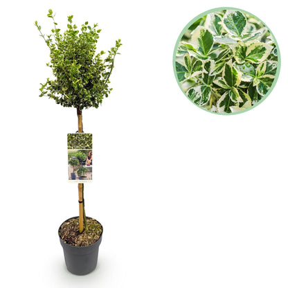Stamm-Pflanze - Euonymus fortunei Emerald Gaiety -Terrassenpflanze - Immergrün - Winterhart - Grün-Graues Blatt - Topf 19cm Höhe 90cm