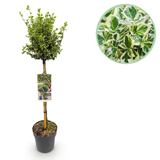 Stamm-Pflanze - Euonymus fortunei Emerald Gaiety -Terrassenpflanze - Immergrün - Winterhart - Grün-Graues Blatt - Topf 19cm Höhe 90cm