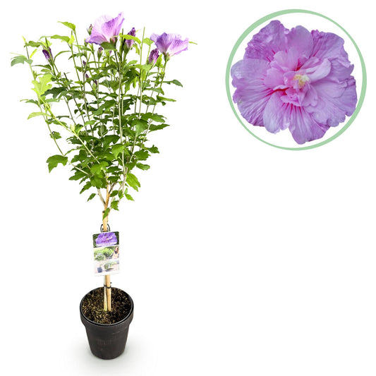 Stamm Pflanze - Hibiscus syriacus Lavendor Chiffon® - Terrassen Pflanze - Laubabwerfend - Winterhart - Lila Blüte - Topf 19cm Höhe 90cm
