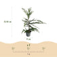 Heckenpflanzen - Cupressocyparis leylandii - Blatt grün - 8 Pflanzen - 1 laufender Meter - immergrün - Topf 9cm Höhe 35-40cm