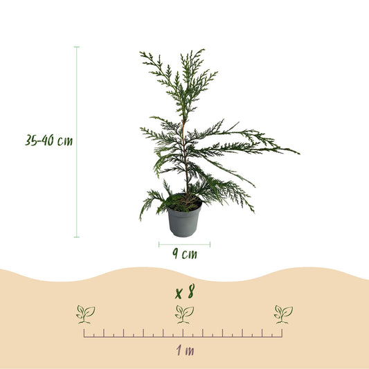 Heckenpflanzen - Cupressocyparis leylandii - Blatt grün - 8 Pflanzen - 1 laufender Meter - immergrün - Topf 9cm Höhe 35-40cm