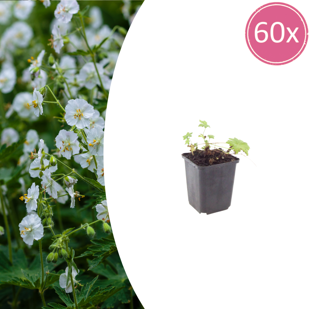 60x Geranium macr. 'White Ness' - ↕10-25cm - Ø9cm
