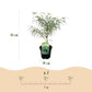 Japanischer Ahorn - Acer palmatum Koto-no-ito - Grün - 1 Pflanze - Laubabwerfend - Topf 19cm Höhe 70cm