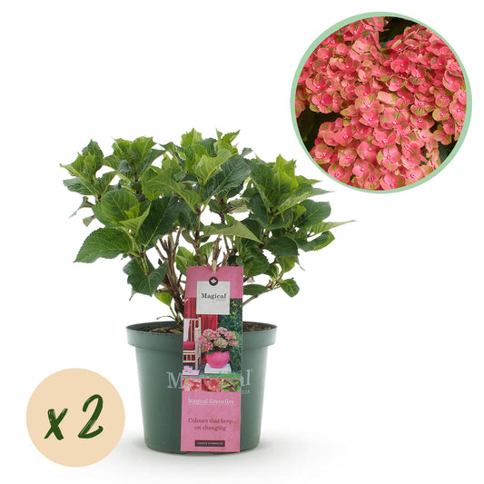 Hortensie - Hydrangea Magical Green Fire - Rosa Grün - 6-10 Blüten - 2 Pflanzen - Topf 23cm Höhe 55cm