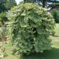 Hedera helix Glacier - Blatt Bunt - Immergrün - 2 Pflanzen - Topf 11cm Höhe 40cm
