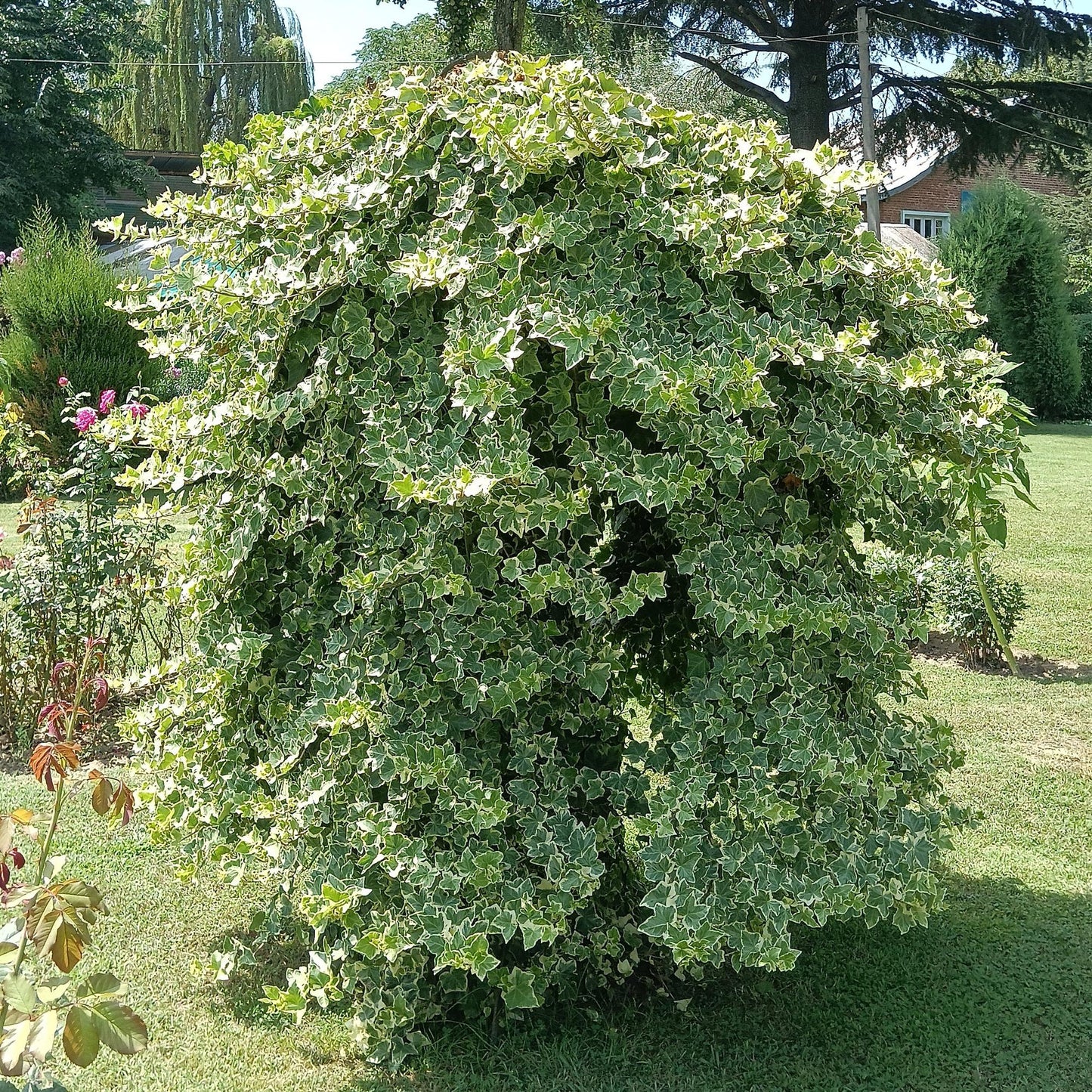Hedera helix Glacier - Blatt Bunt - Immergrün - 2 Pflanzen - Topf 11cm Höhe 40cm