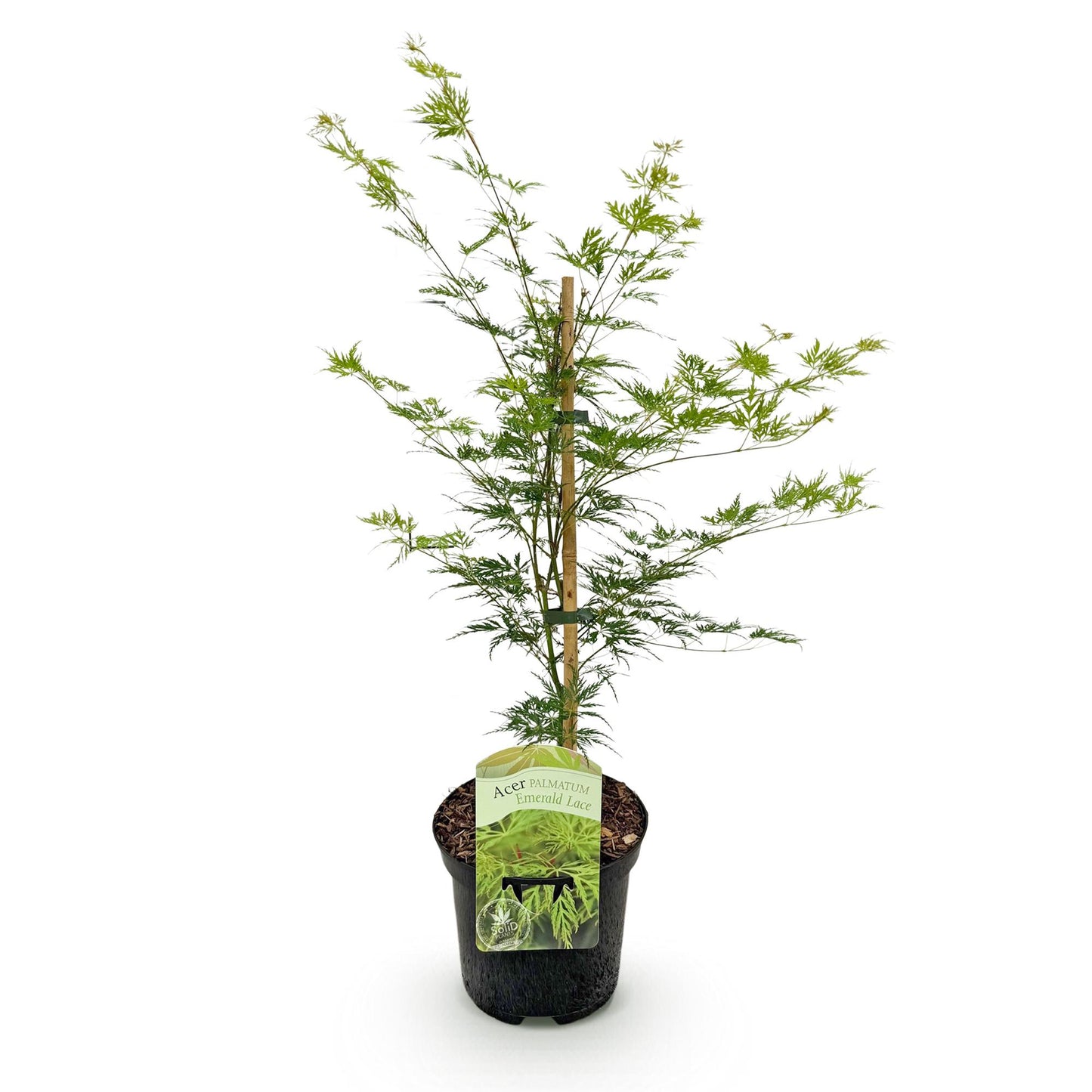 Japanischer Ahorn - Acer palmatum Emerald Lace - Grün - 1 Pflanze - Laubabwerfend - Topf 19cm Höhe 70cm