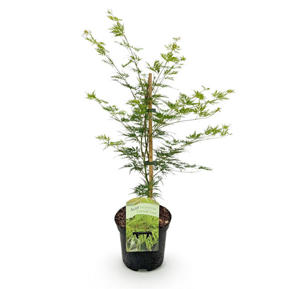 Japanischer Ahorn - Acer palmatum Emerald Lace - Grün - 1 Pflanze - Laubabwerfend - Topf 19cm Höhe 70cm