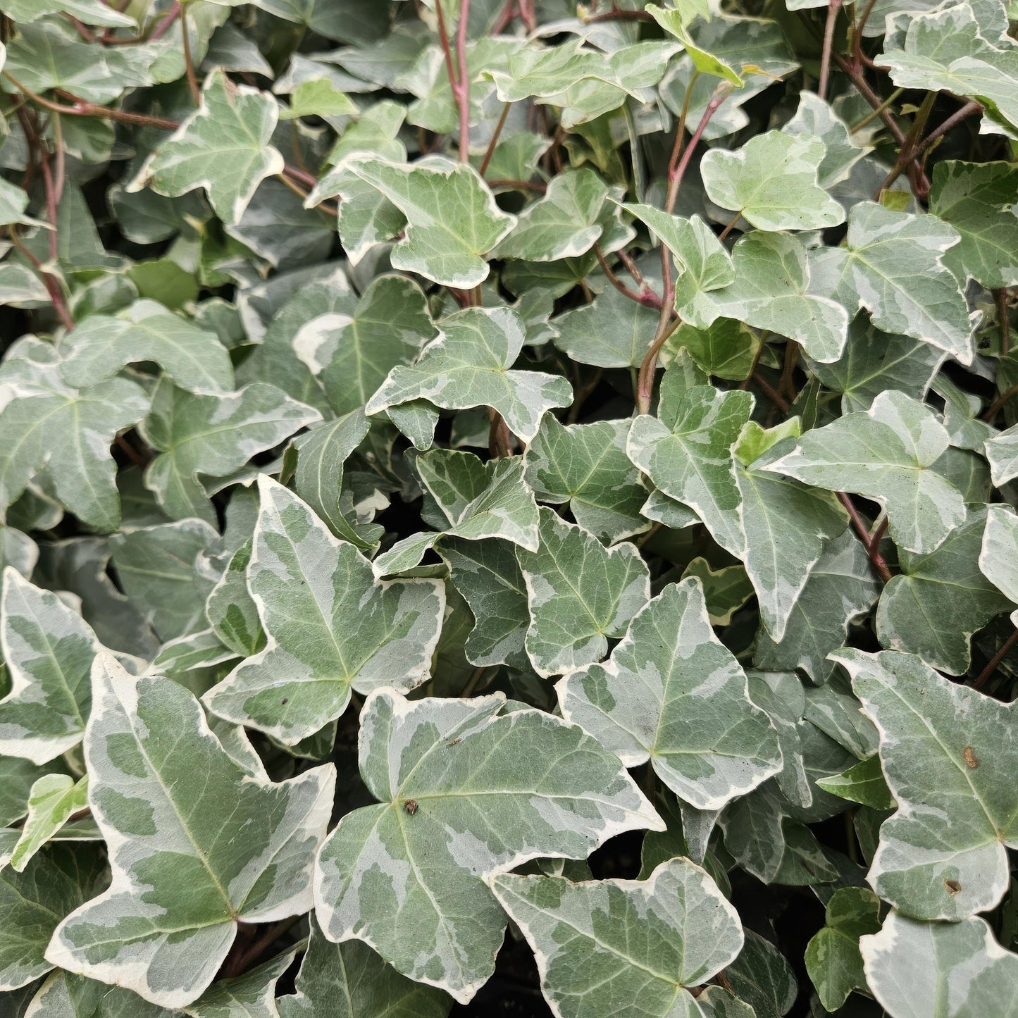 Hedera helix 'Glacier' - 48x - ↕10-25cm - Ø9cm
