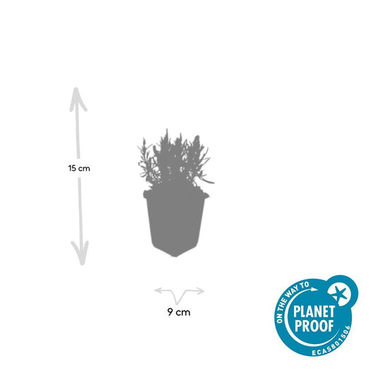 Lavandula ang. 'Munstead' - ↕10-25cm - Ø9cm - 48x