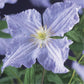Kletterpflanze - Clematis Blue Angel - Blüte Licht Blau - Wenig Pflege - 2 Pflanzen - Topf 11cm Höhe 40cm