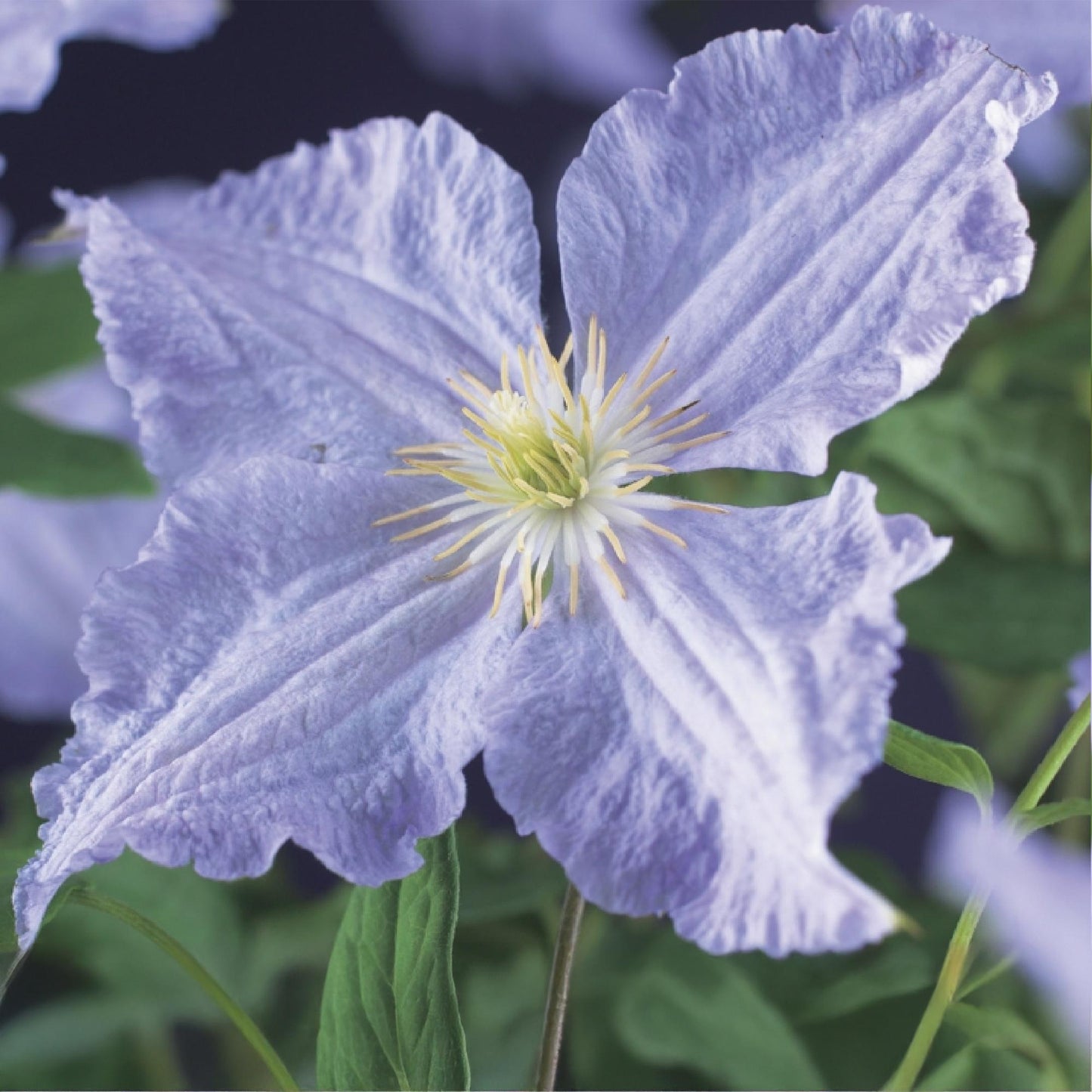 Kletterpflanze - Clematis Blue Angel - Blüte Licht Blau - Wenig Pflege - 2 Pflanzen - Topf 11cm Höhe 40cm