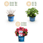 Hydrangea Endles Summer Summer Love Red - Hortensie - Winterhart - Rot - 4 Pflanzen - Topf 14cm - Höhe 20-25cm