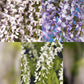 Blauregen - Wisteria floribunda Tricolour - Blumen Blau Rosa Weiß - 3 Pflanzen - Topf 11cm Höhe 40cm