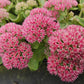 Sedum 'Herbstfreude' - ↕10-25cm - Ø9cm - 6x