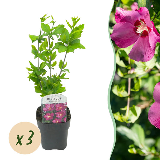 Hibiscus syriacus Woodbridge - Garden Hibiscus - Hardy - Pink - 3 Plants - Pot 17cm - Height 45cm