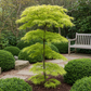 Japanischer Ahorn - Acer palmatum Koto-no-ito - Grün - 1 Pflanze - Laubabwerfend - Topf 19cm Höhe 70cm