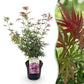 Japanischer Ahorn - Acer palmatum Jerre Swarts - Dunkelrot - 1 Pflanze - Laubabwerfend - Topf 19cm Höhe 70cm