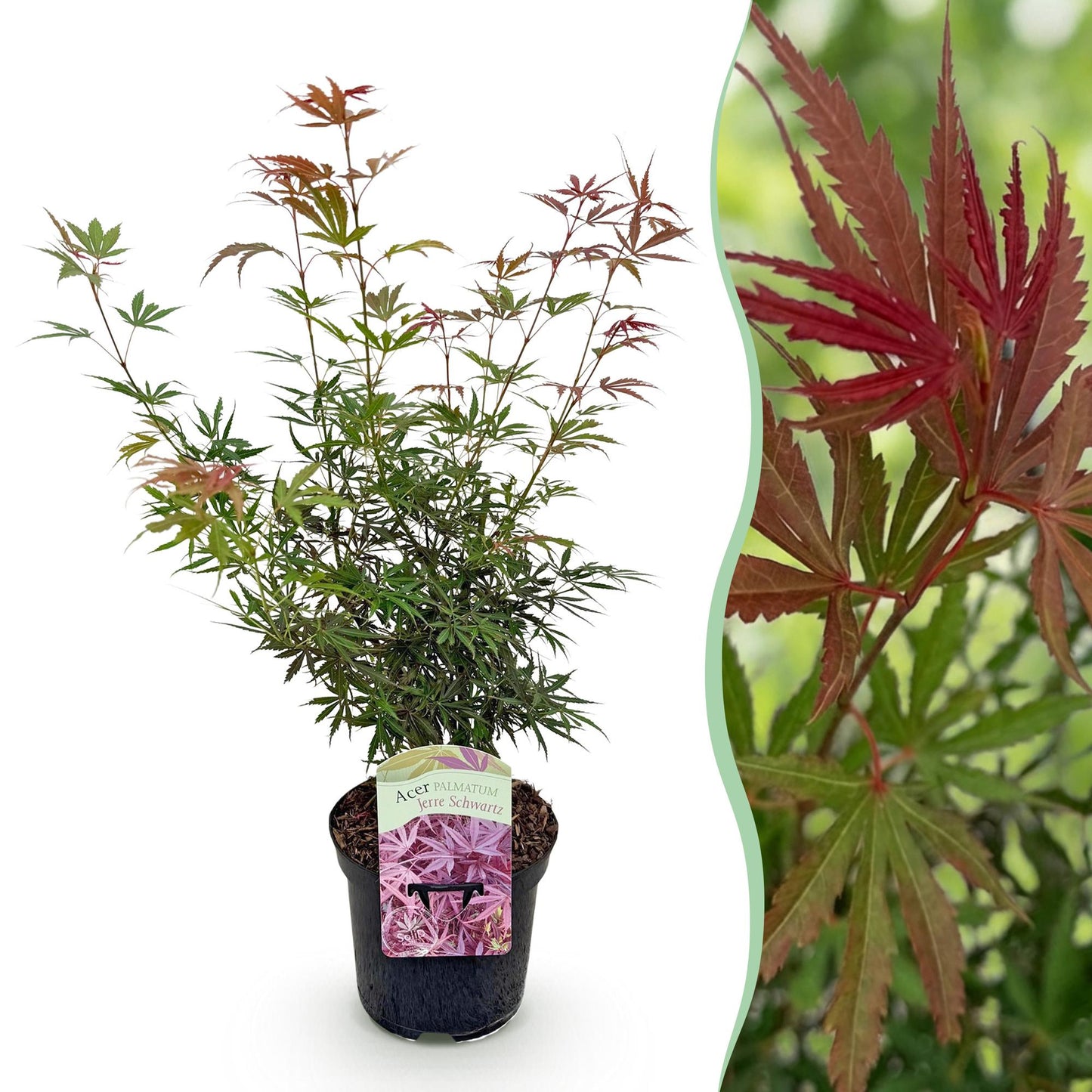 Japanischer Ahorn - Acer palmatum Jerre Swarts - Dunkelrot - 1 Pflanze - Laubabwerfend - Topf 19cm Höhe 70cm