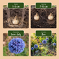 40x Allium Caeruleum - Blauer Zierlauch - Blau - Sommerblüher - Zwiebelgröße 4/5