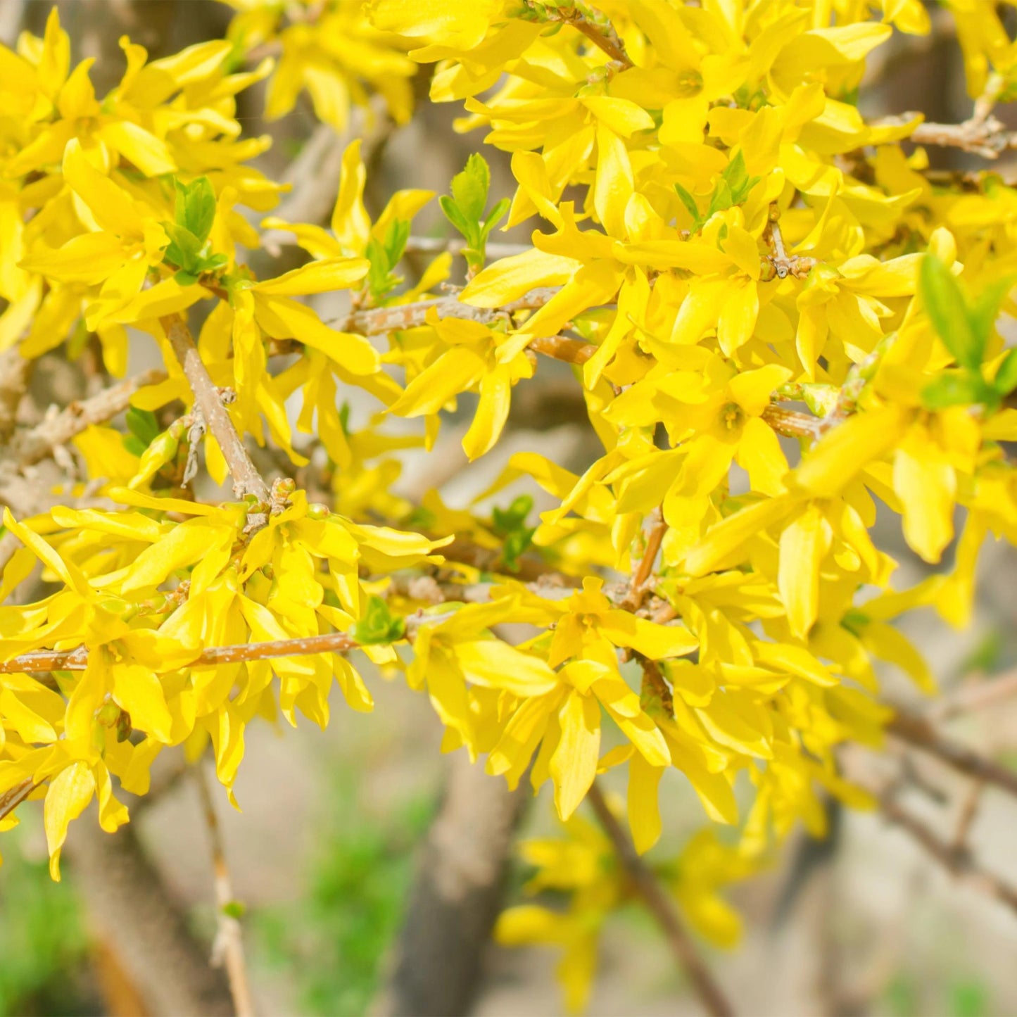 Forsythia intermedia Goldrauch - Blüte Gelb - 1 Pflanze - Laubabwerfend - Wenig Pflege - Topf 17cm Höhe 45cm
