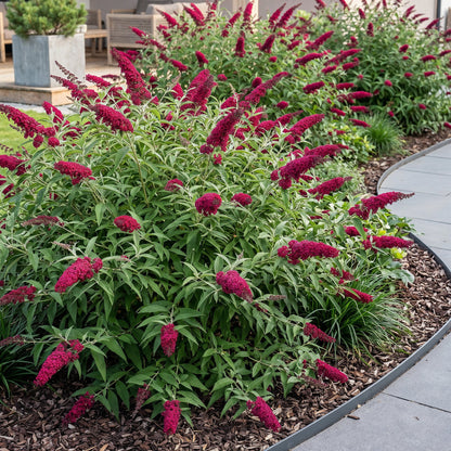 Schmetterlingsstrauch - Buddleja davidii Royal Red - Winterhart - Rot - 1 Pflanze - Topf 17cm - Höhe 45cm