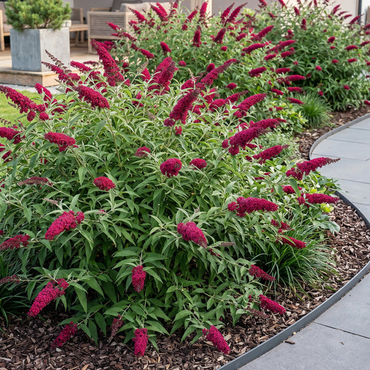 Schmetterlingsstrauch - Buddleja davidii Royal Red - Winterhart - Rot - 1 Pflanze - Topf 17cm - Höhe 45cm