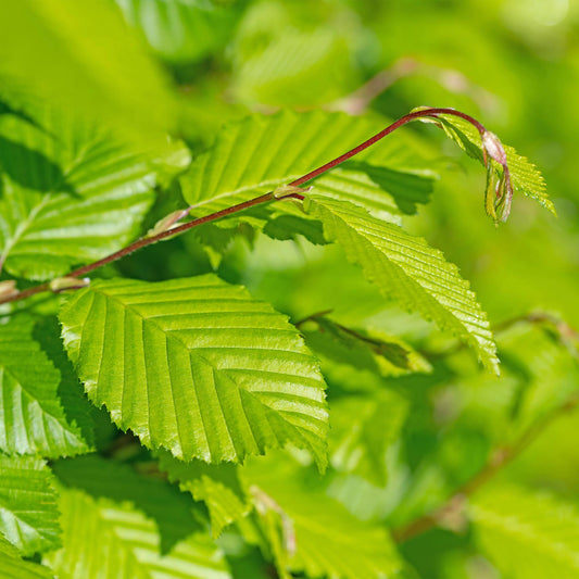 Heckenpflanzen - Carpinus betulus - Blatt grün - 6 Pflanzen - 1 laufender Meter - laubabwerfend - Topf 17cm Höhe 55cm