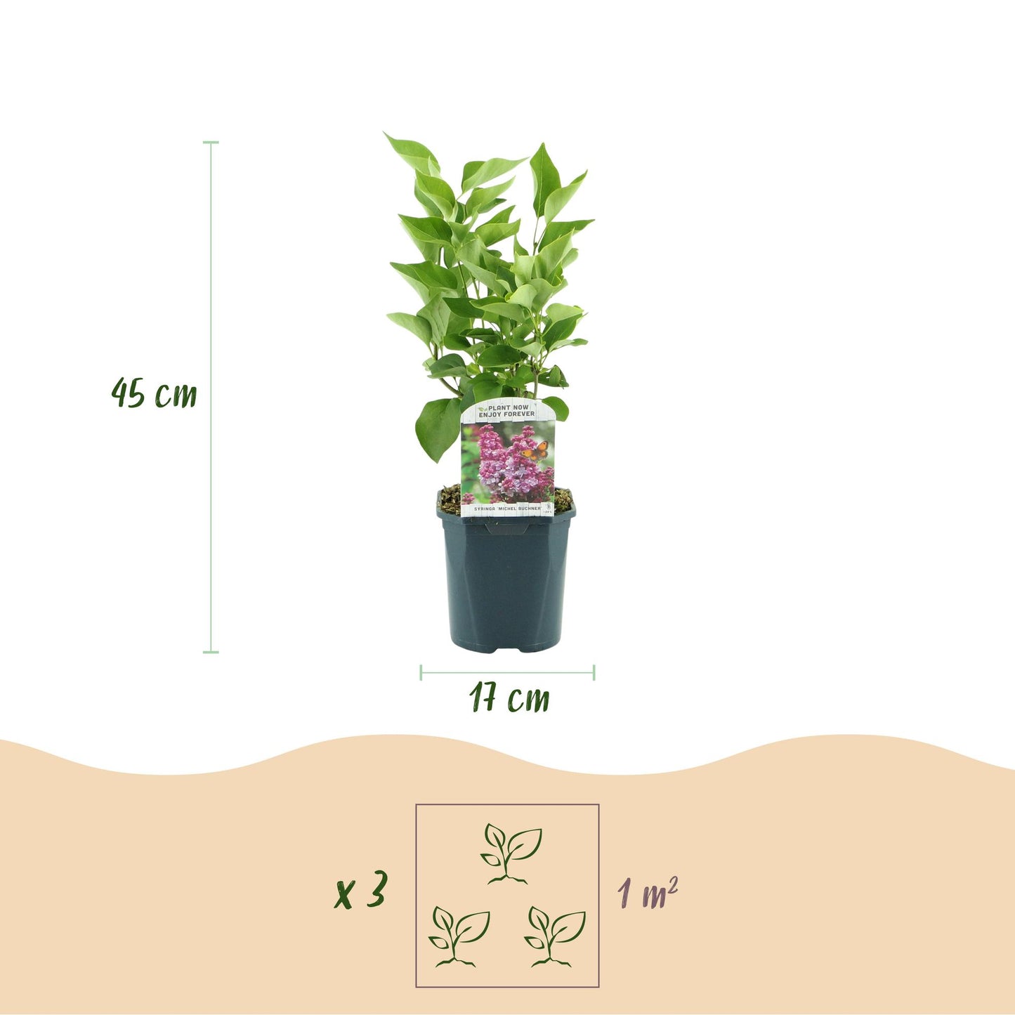 Syringa vulgaris Michel Buchner - Common Lilac -  Pink - 1 Pflanze - Topf 17cm - Höhe 45cm
