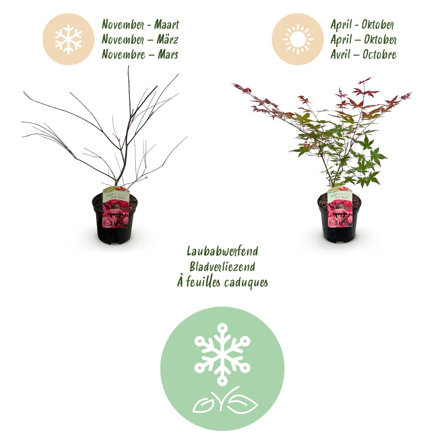 Japanischer Ahorn - Acer palmatum Beni Maiko - Rot - 2 Pflanzen - Laubabwerfend - Topf 19cm Höhe 70cm