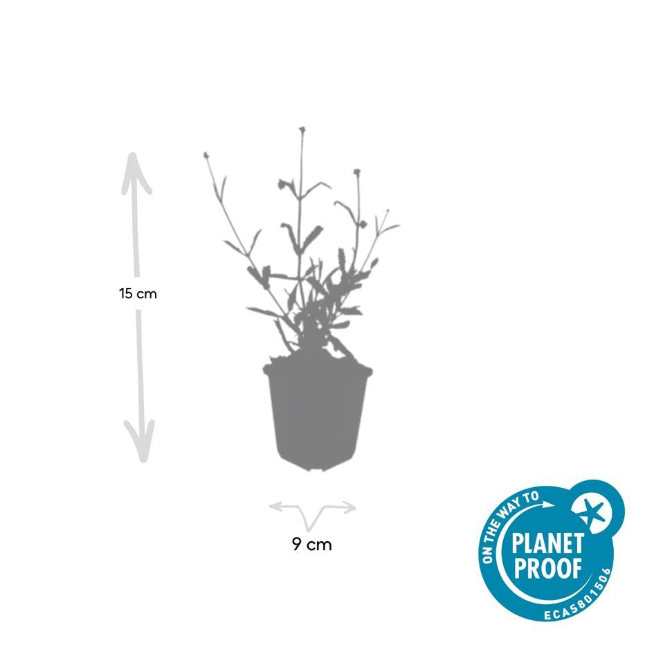 Verbena bon. 'Lollipop' - ↕10-25cm - Ø9cm - 48x
