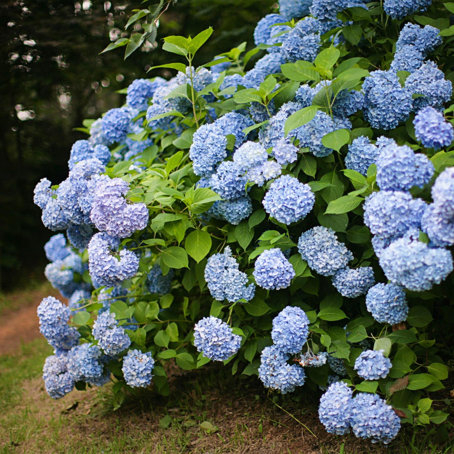 Hydrangea macrophylla Blau - Hortensie - Winterhart - Blau - 1 Pflanze - Topf 12cm - Höhe 20-30cm