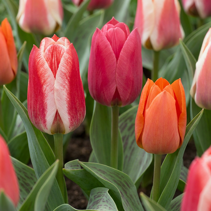 30x Tulipa Greigii mix - Greigii tulip mix - Miscellaneous