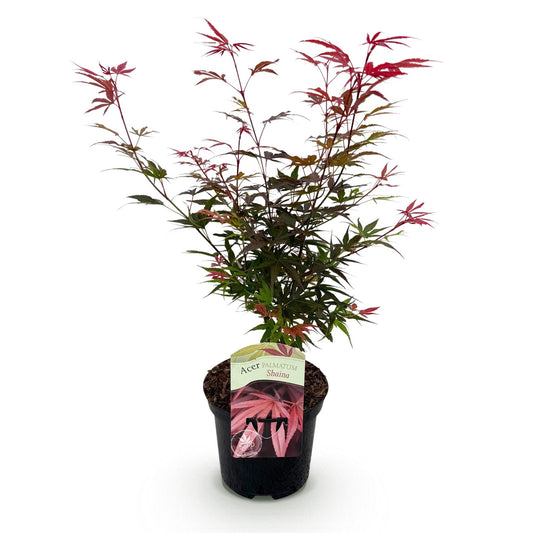 Japanischer Ahorn - Acer palmatum Shaina - Rot - 1 Pflanze - Laubabwerfend - Topf 19cm Höhe 70cm