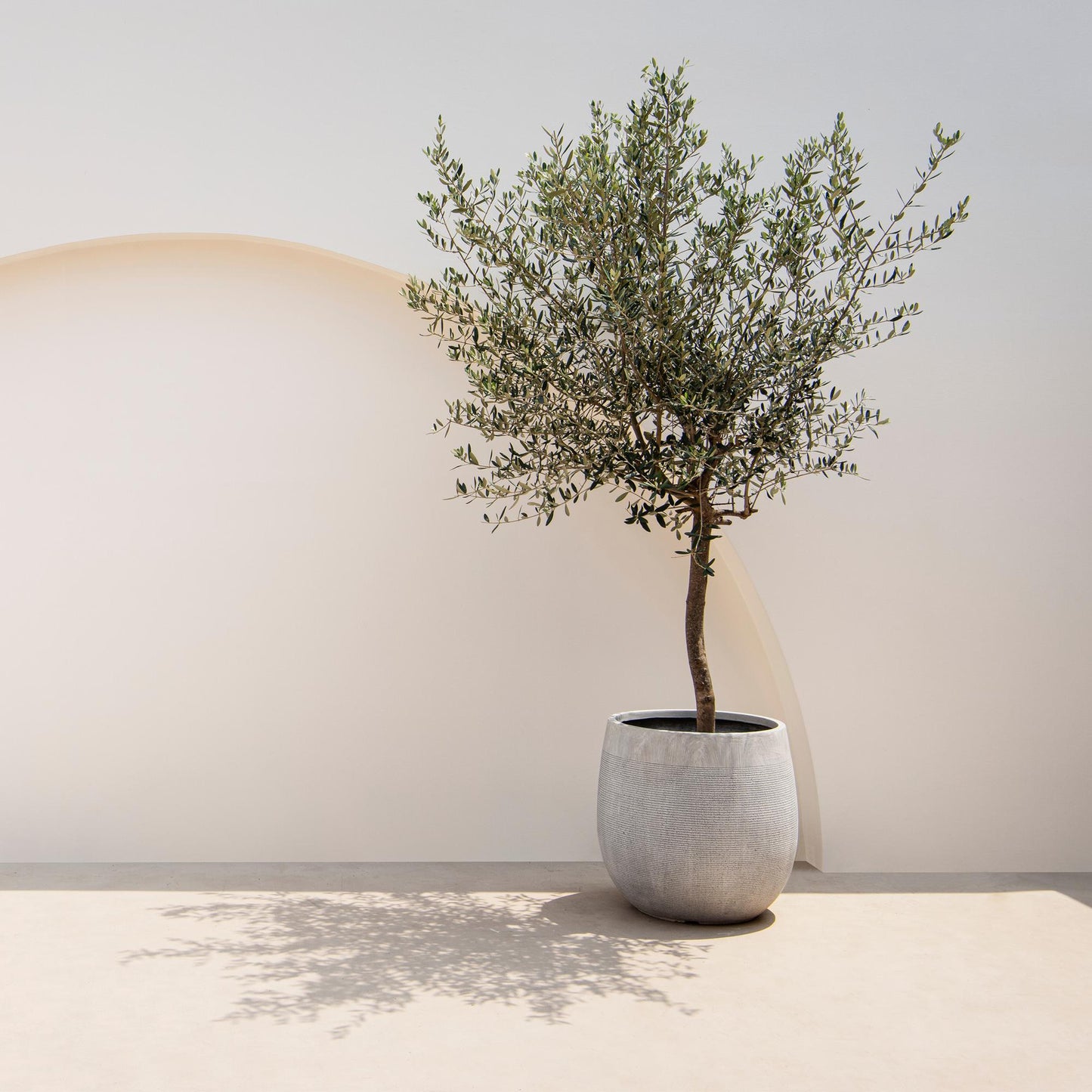 Olea Europaea - Terrassen Pflanze - Immergrün - Winterhart - Olivenfarbenes Blatt - Topf 19cm Höhe 90cm