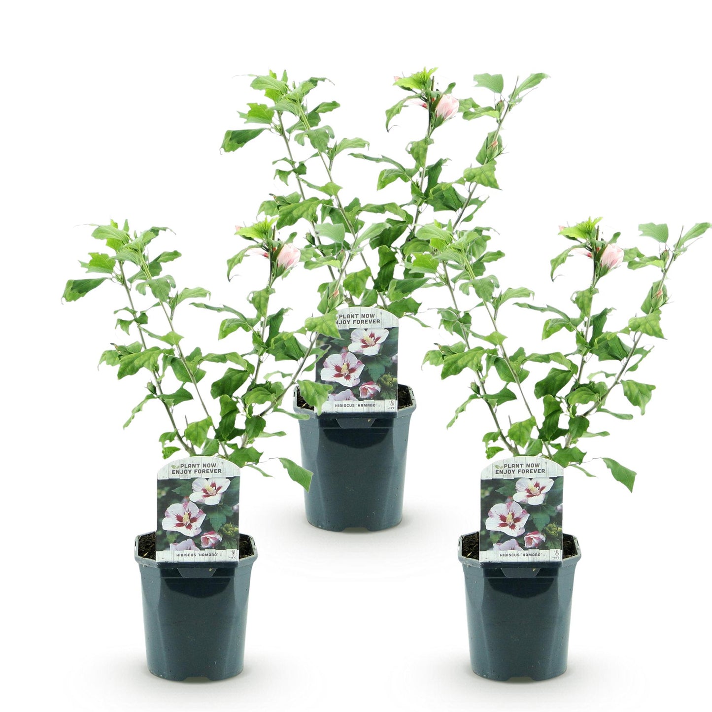 Hibiscus syriacus Hamabo - Garden Hibiscus - Hardy - White - Pink - 3 Plants - Pot 17cm - Height 45cm