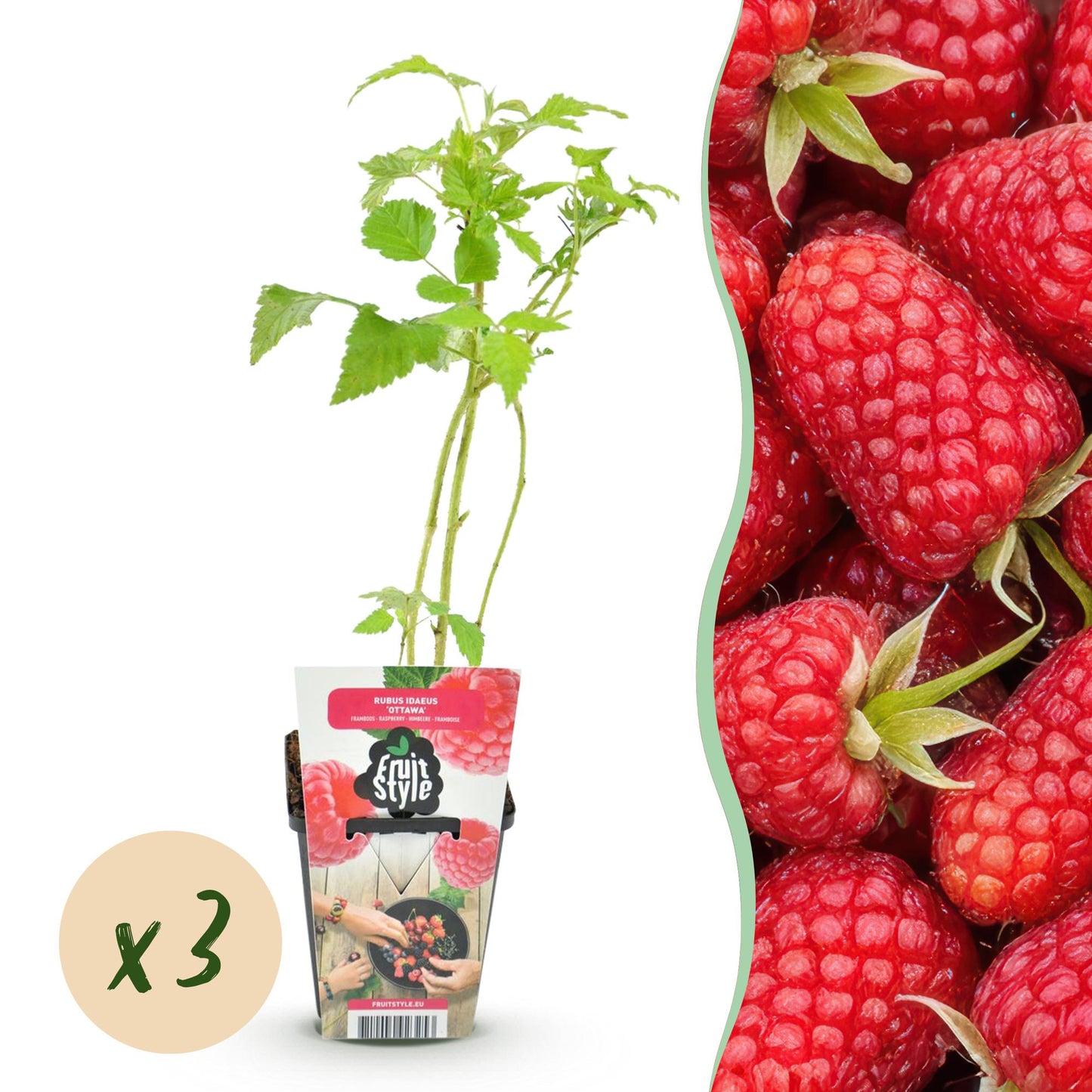 Obstpflanzen - Himbeere - Rubus idaeus Heritage - Winterhart - 3 Pflanzen - Topf 9 cm - Rote Himbeere