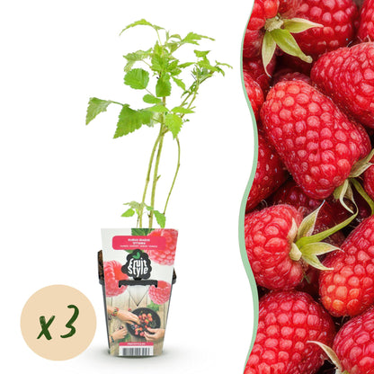 Obstpflanzen - Himbeere - Rubus idaeus Heritage - Winterhart - 3 Pflanzen - Topf 9 cm - Rote Himbeere